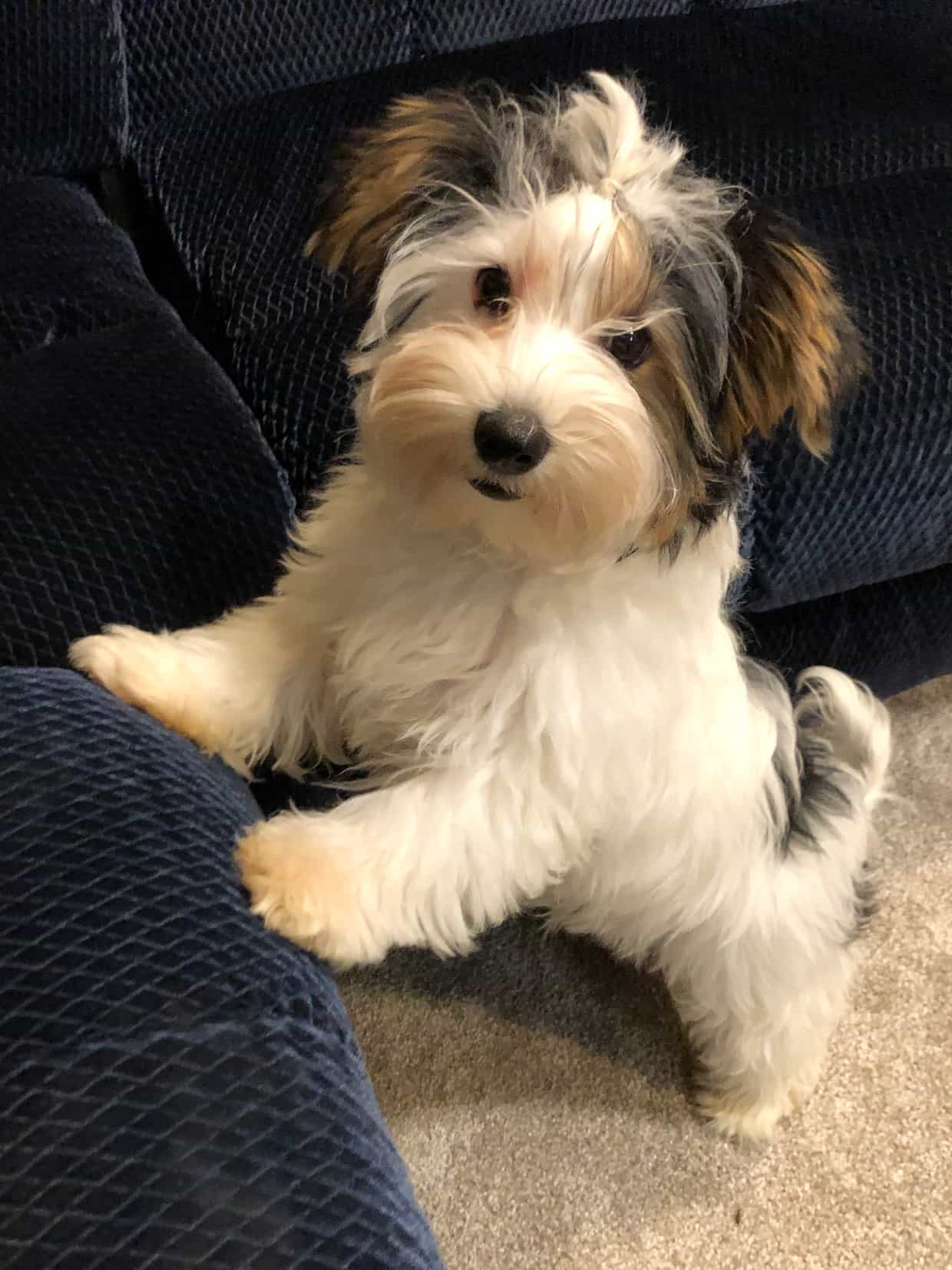 Puppy Cloudy