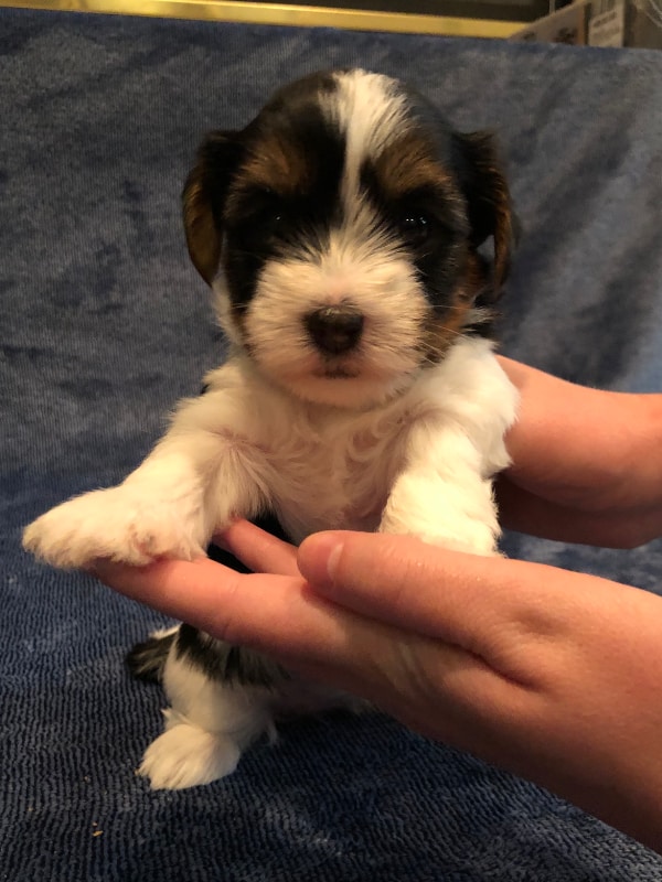 Puppy Mimi